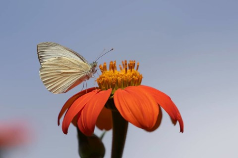 Large white