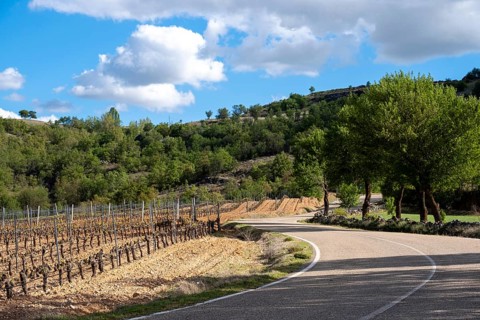 Country road between vineyards in spring in the Ribera del Duero appellation area in the province of Valladolid in Spain