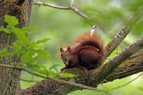Eurasian red squirrel