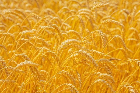 Wheat ears in the field