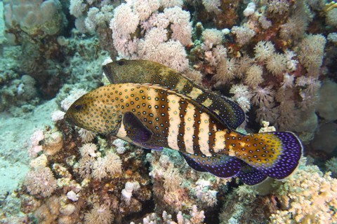 Pair of bluespotted grouper