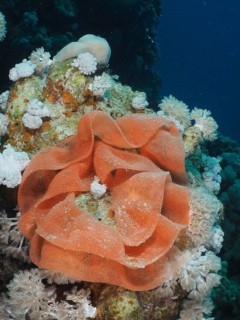 Spawn of Spanish Dancer