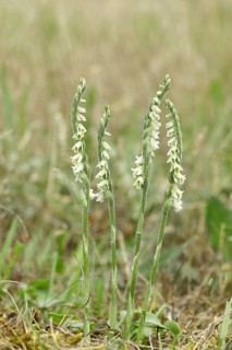Autumn helleborine