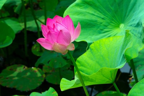 Lotus blossom
