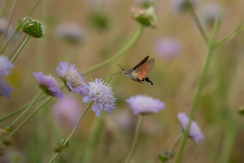 Hummingbird hawk-moth
