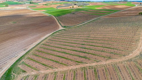 Aerial view of Vineyards in spring in the Ribera del Duero appellation area in the province of Valladolid in Spain