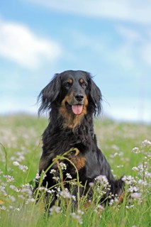 Hovawart sitting in meadow