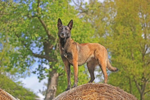 Malinois