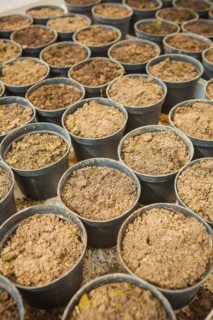 Ground in plastic pots