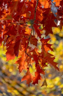 Autumnal discoloured leaves of the northern red oak
