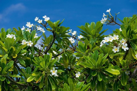 Rhododendron