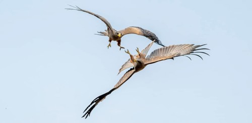 Yellow-billed Kite