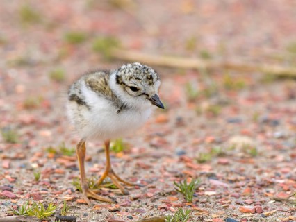 Ringed Plover