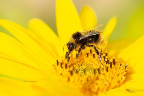 Buff tailed bumble bee