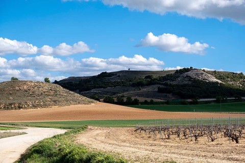 Landscape of vineyards in the Ribera del Duero appellation area in the spring in the province of Valladolid in Spain