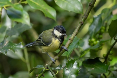 Great tit