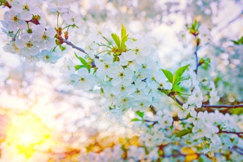 Floral background close up view on cherry blossom instagram style