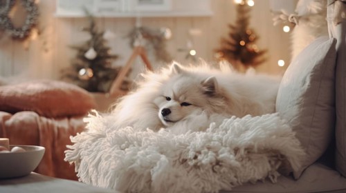 Pomeranian Spitz dog with wool blanket on sofa at home Ai generated