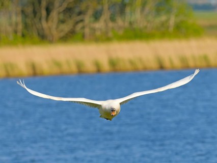 Mute swan