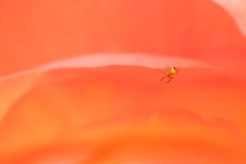 European garden spider
