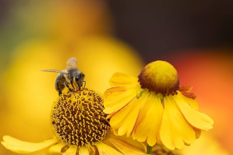 Honey bee