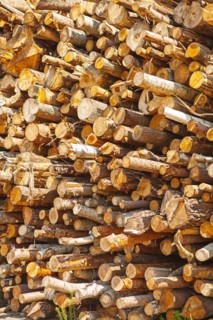 Background Stack of tree trunks