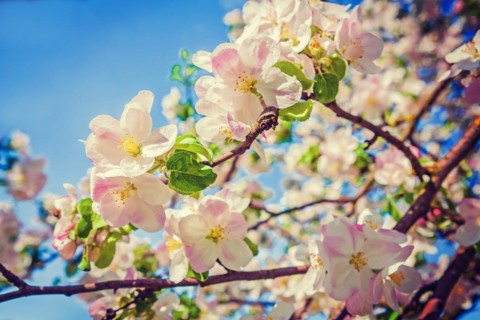 Beauti in nature red apple tree flowers floral background inatagram style
