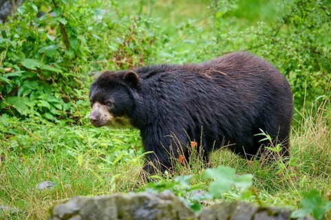 Spectacled bear