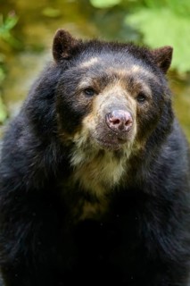 Spectacled bear