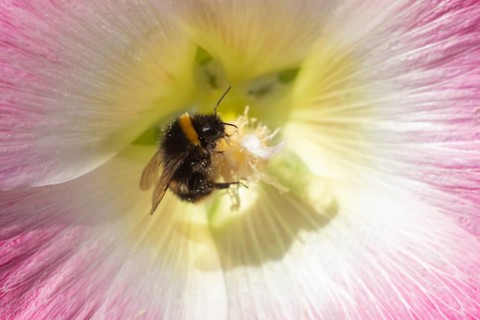 Buff tailed bumble bee