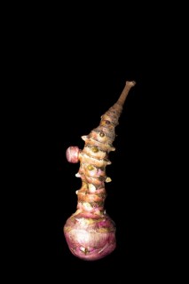 Jerusalem artichoke