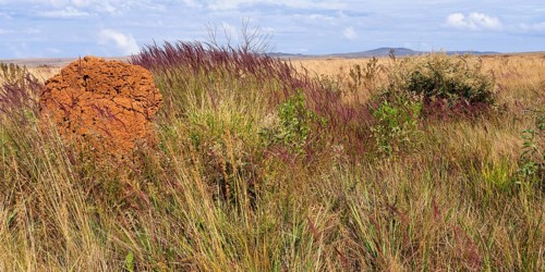 Serra da Canastra landscape with Melinis minutiflora herbs