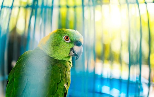Close up of a beautiful green parrot looking at camera. Portrait of beautiful yellow-naped parro