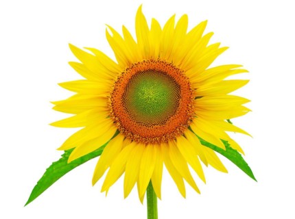 A sunflower insulates