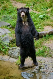 Spectacled bear