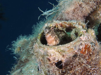 A sabre-toothed blenny
