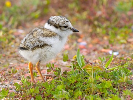 Ringed Plover
