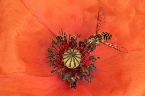 Common hoverfly