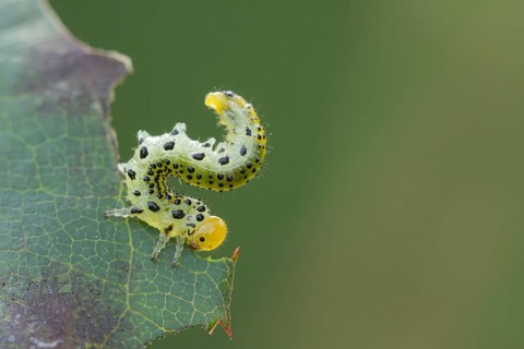 Large rose sawfly