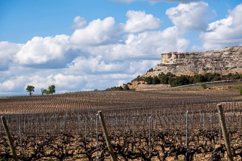 Landscape of vineyards in the Ribera del Duero appellation area in the spring in the province of Valladolid in Spain