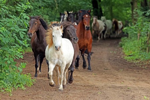 Ponies run out to pasture