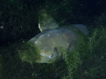 A barbel