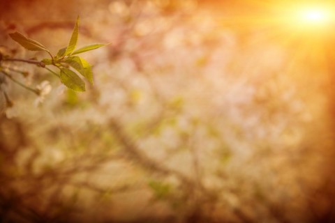 Plant of cherry tree on blurred background in sunrise misty garden
