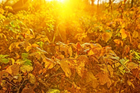 Autumnal plants at sunrise Instagram styles