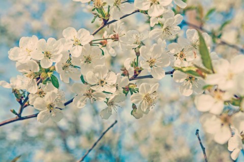Large branch with blossoming cherry tree flowers on a blurred background