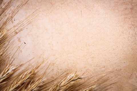 Copyspace background ears of corn on vintage blank paper with space for your text