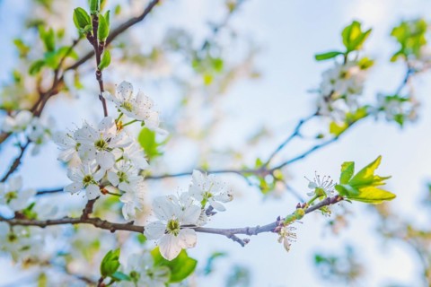 Floral background blossoming spring cherry tree with white flowers instagram style