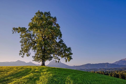 Single English oak