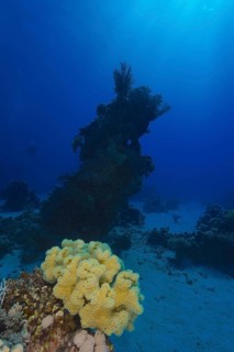 Rough leather coral