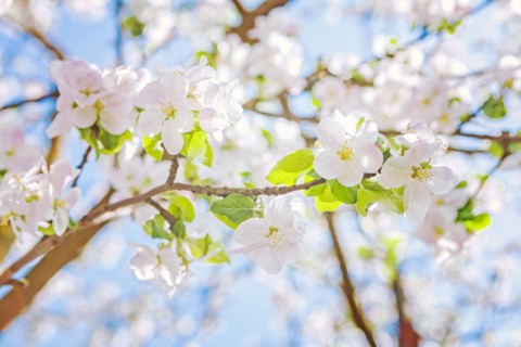 Blossom of apple tree on blurred background instagram style